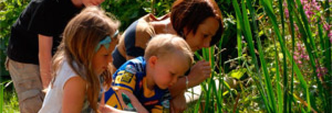 Pond Dipping