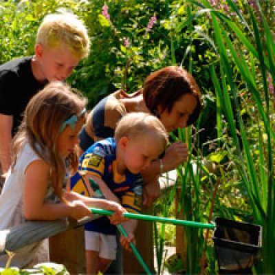 Pond Dipping