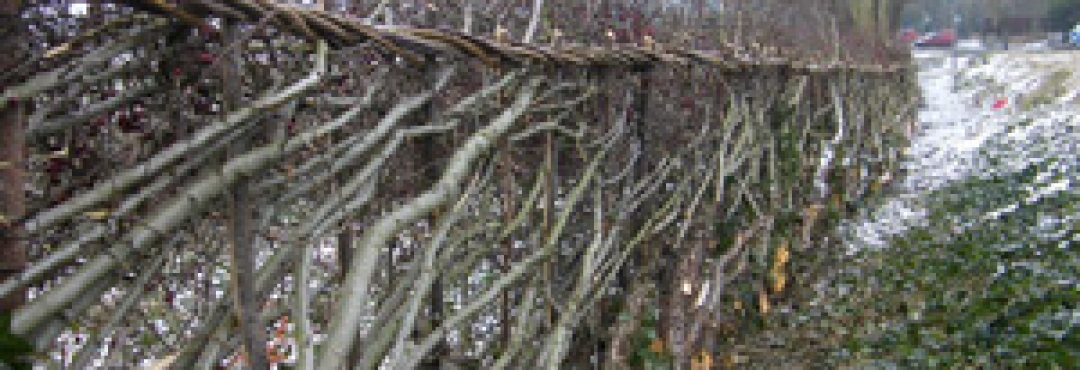 Hedgelaying