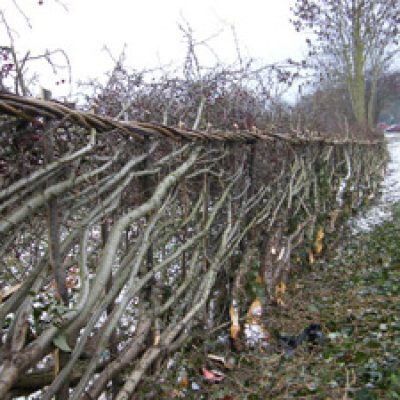 Hedgelaying