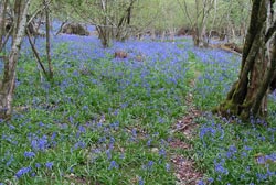 Bluebells flowering in a woodland