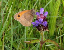 Butterfly on Bugle