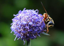 Hoverfly on Devil's-bit Scabious
