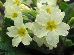 Primrose flowers