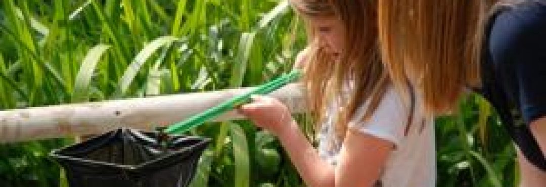 Pond dipping