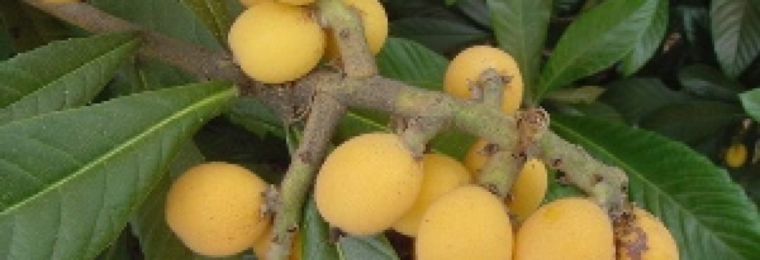 Loquat Fruit