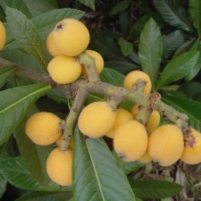 Loquat Fruit