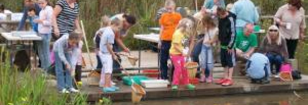 Pond dipping