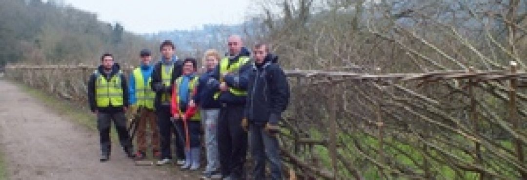 Hedge Laying