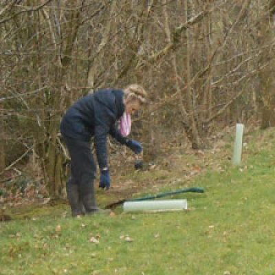 Volunteer working with trees