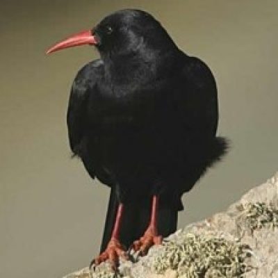 Chough Crow