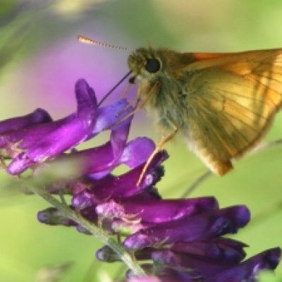 SKIPPER