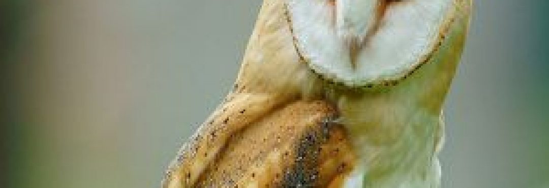 Barn Owl