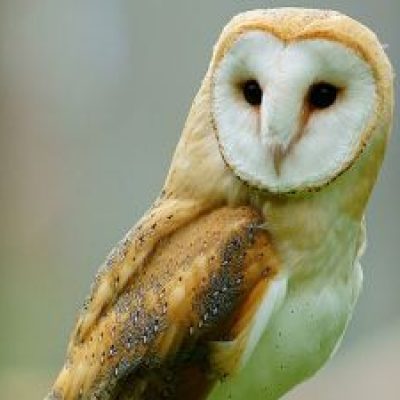 Barn Owl