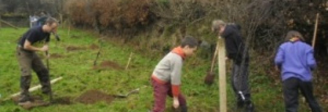 Tree Planting