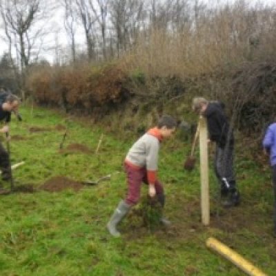 Tree Planting