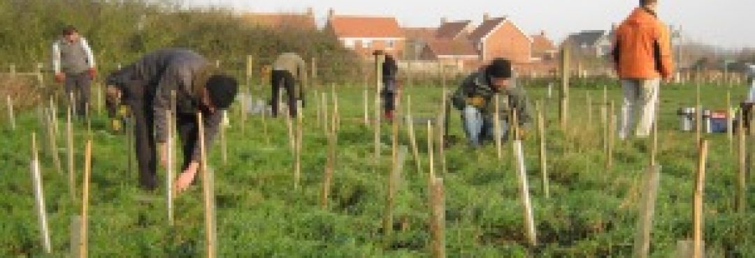 Tree Planting in Norfolk