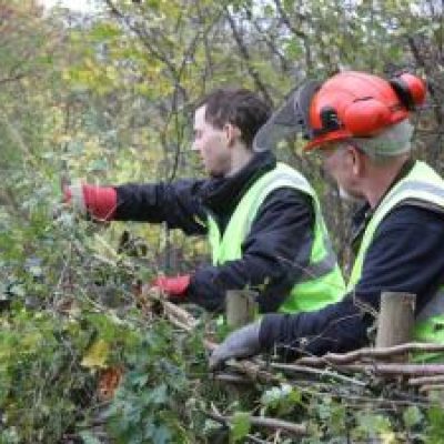 Hedgerow Management