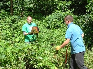 Volunteers clearing overgrown vegetation