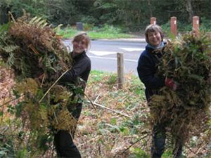 Volunteers collecting cut bracken