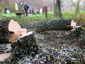 Two felled trees