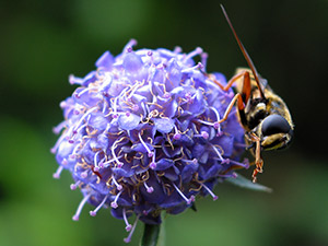 Hoverfly on a flower