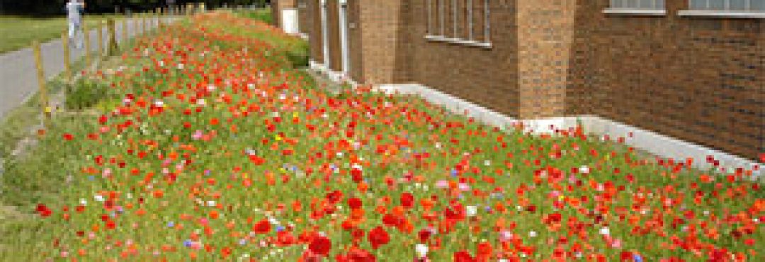 A meadow with lots of poppies