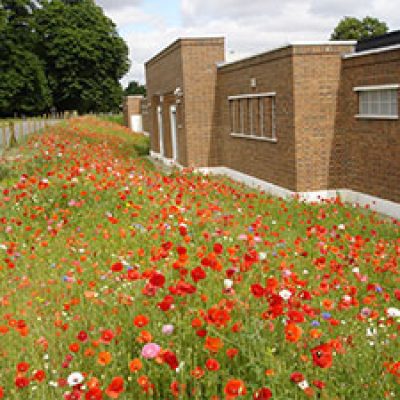A meadow with lots of poppies