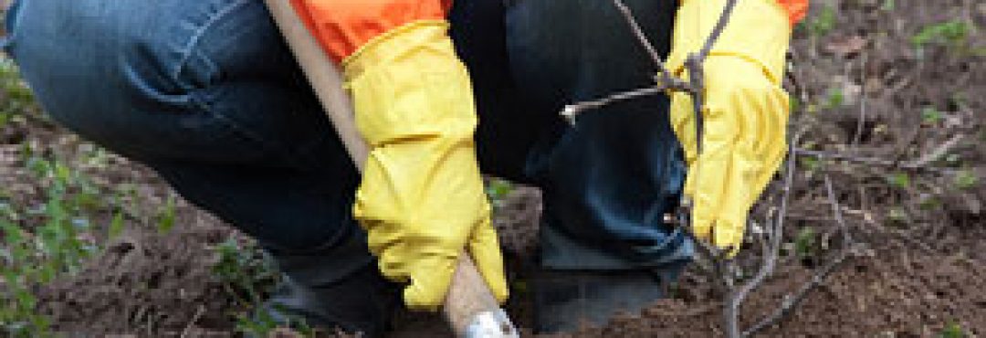 A person planting a tree