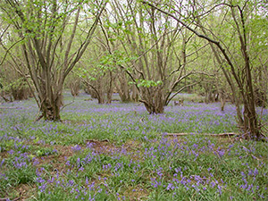 Bluebells in Foxley Wood, Norfolk