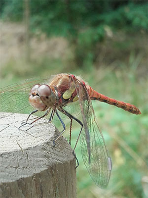 A dragonfly perched on a post