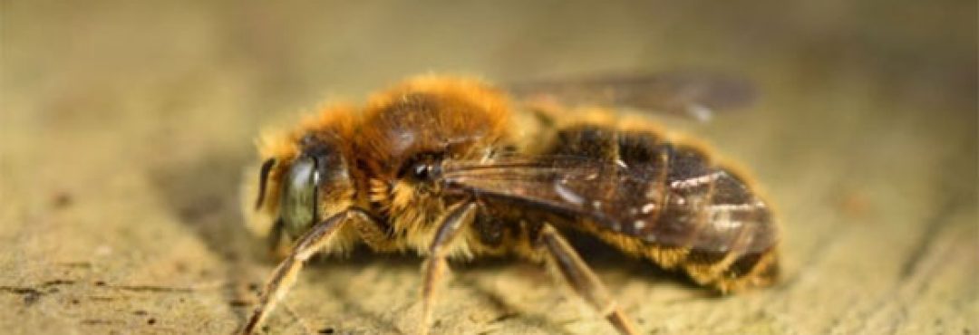 Hoplitis adunca - close up of this bee