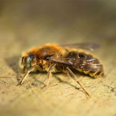 Hoplitis adunca - close up of this bee