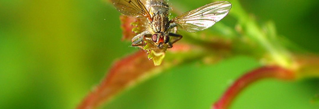 Fly on a hazel leaf