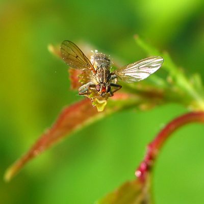 Fly on a hazel leaf