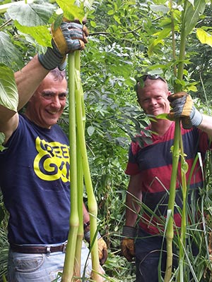 People removing invasive Himalayan balsam at Cassiobury Nature Reserve