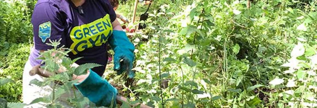 A woman clearing nettles on a Green Gym