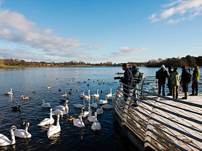 A lake with swans