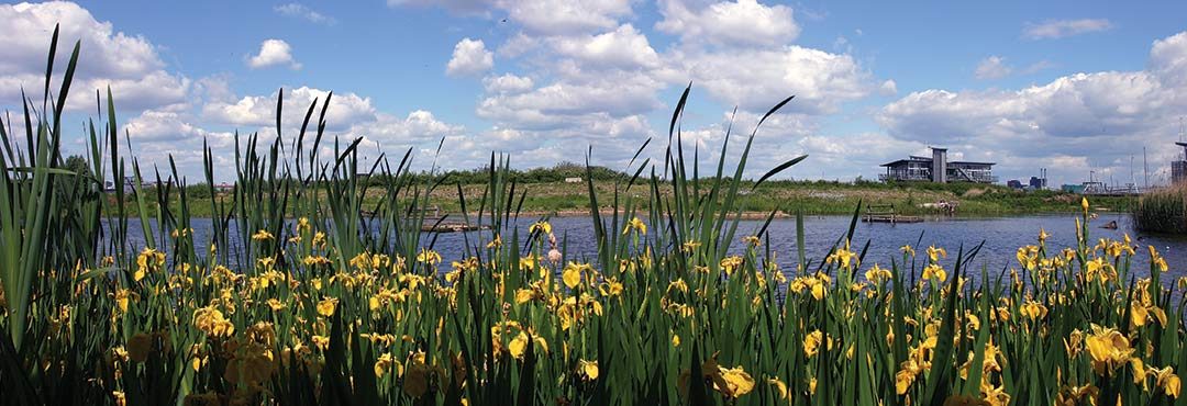 Greenwich Peninsula Ecology Park