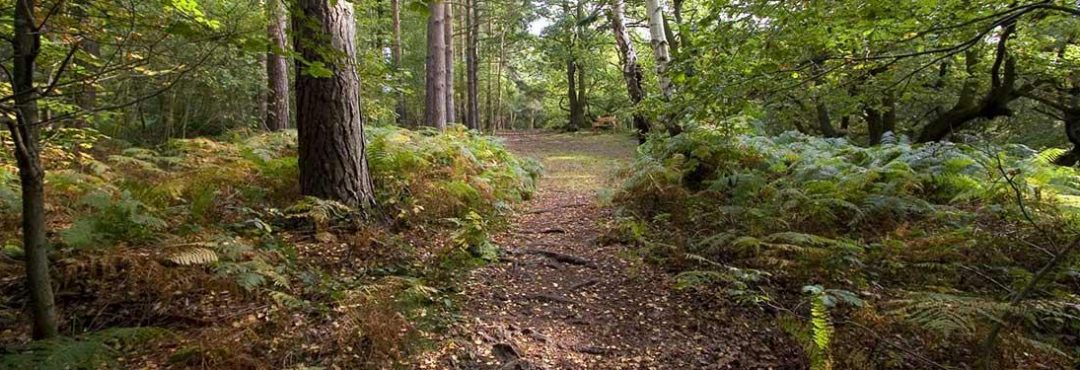 A woodland with a path through it