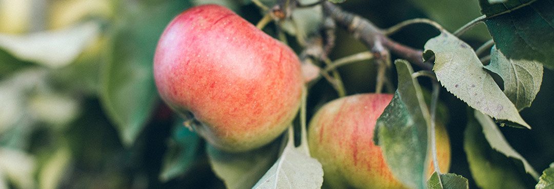 Apples in a tree