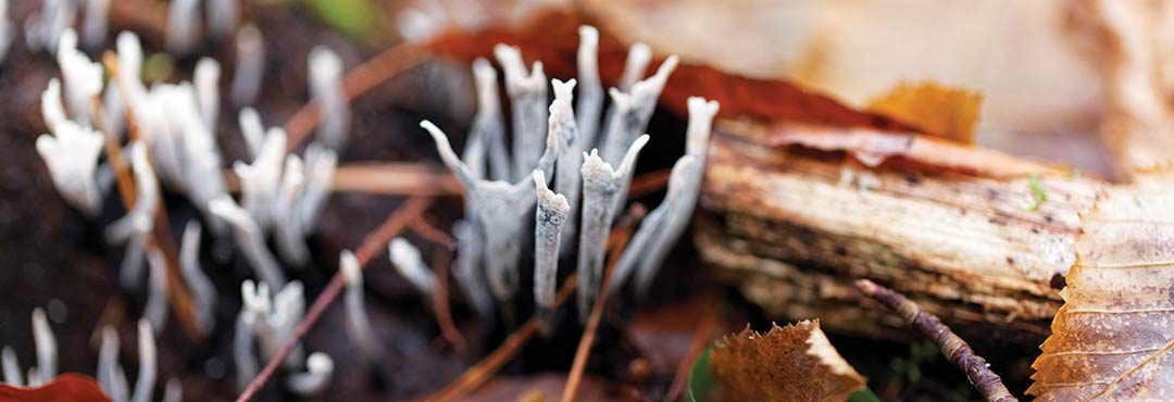 Candlesnuff fungus amongst leaf litter