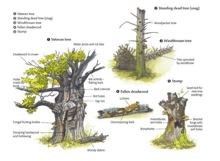 Different types of deadwood - from Forestry Scotland