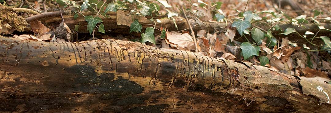 Insect holes in deadwood