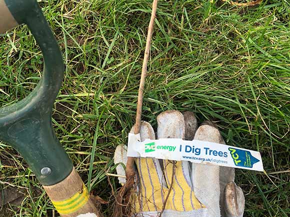 A young tree ready to be planted as part of I Dig Trees