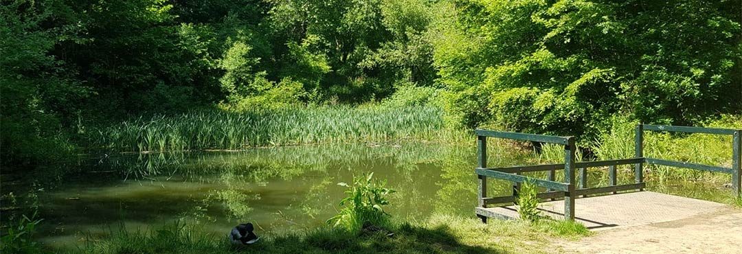 Lousehill Copse pond and trees