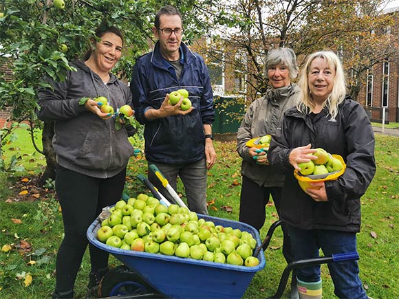 Apple harvest