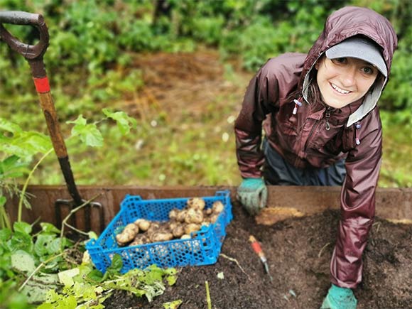 Woman harvesting potatoes