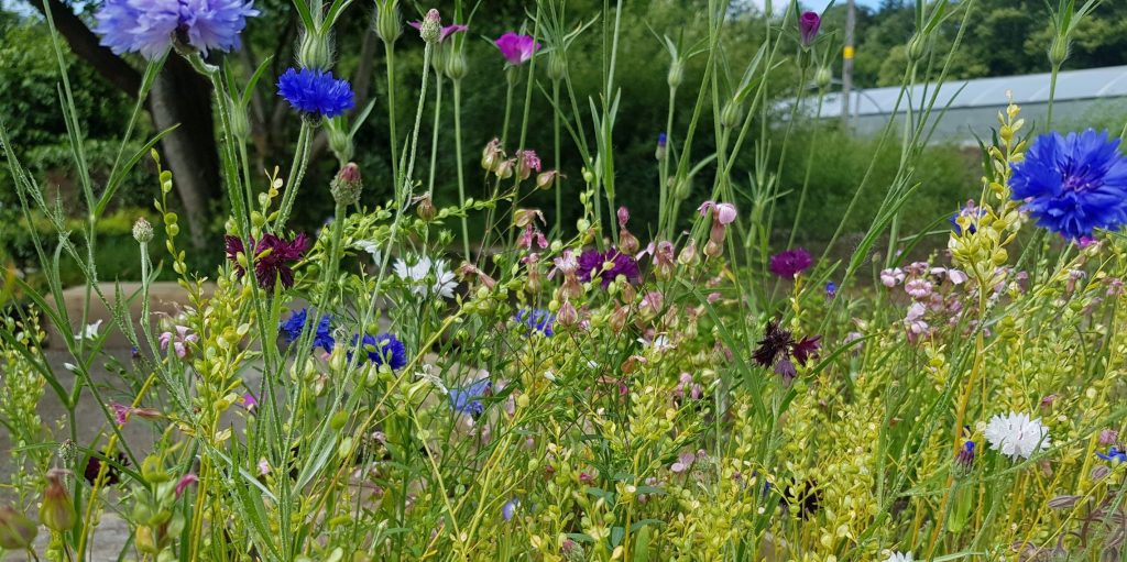 Wildflowers