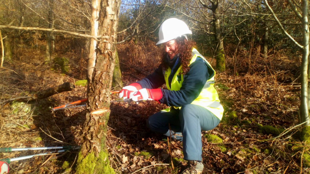 A female volunteer cutting a tree with a hand saw